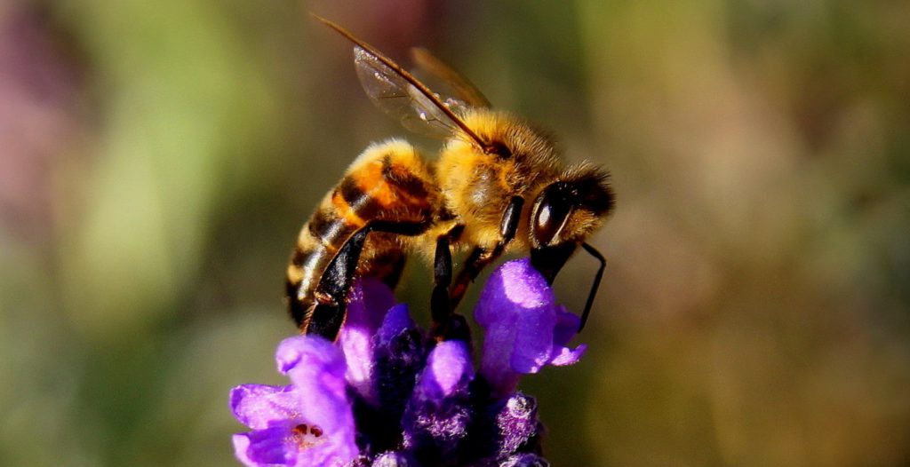 Bij op purperen bloem