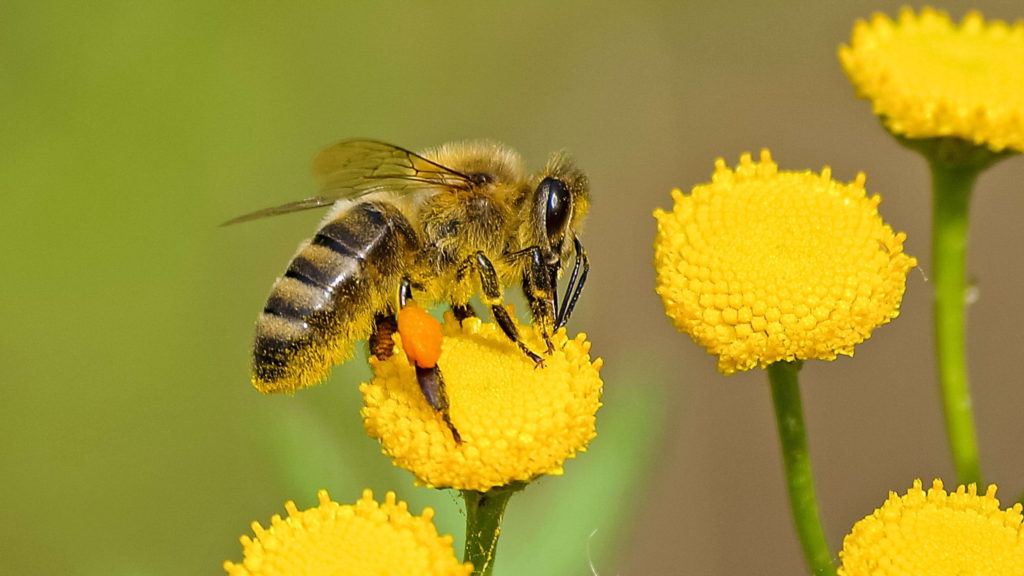 Bij op gele bloem