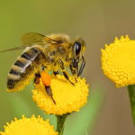 Bij op gele bloem