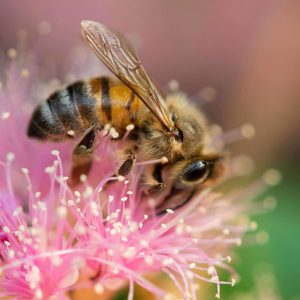 Bij op roze bloem