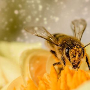 bij op gele bloem stuifmeel