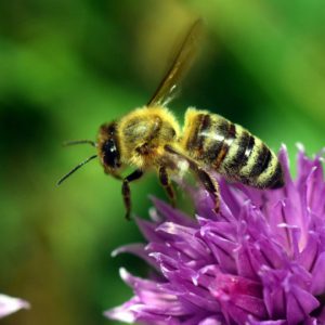 Bij op purperen bloem